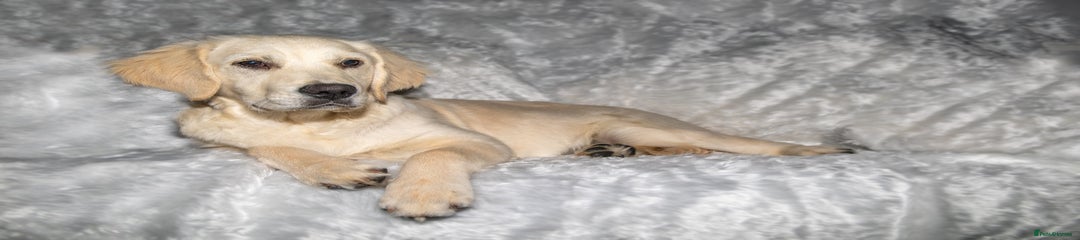 Golden Retriever Puppy 1