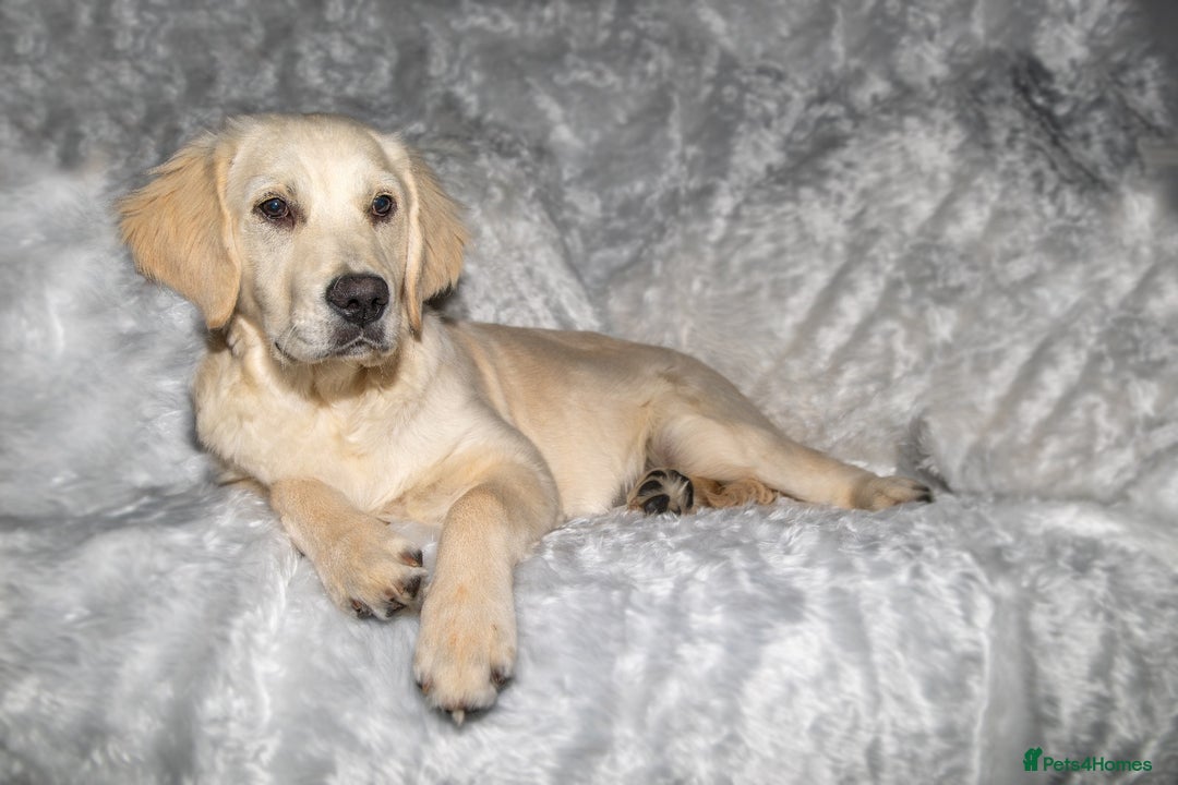 Golden Retriever dogs for sale: Snow white retriever for sale - Image 4