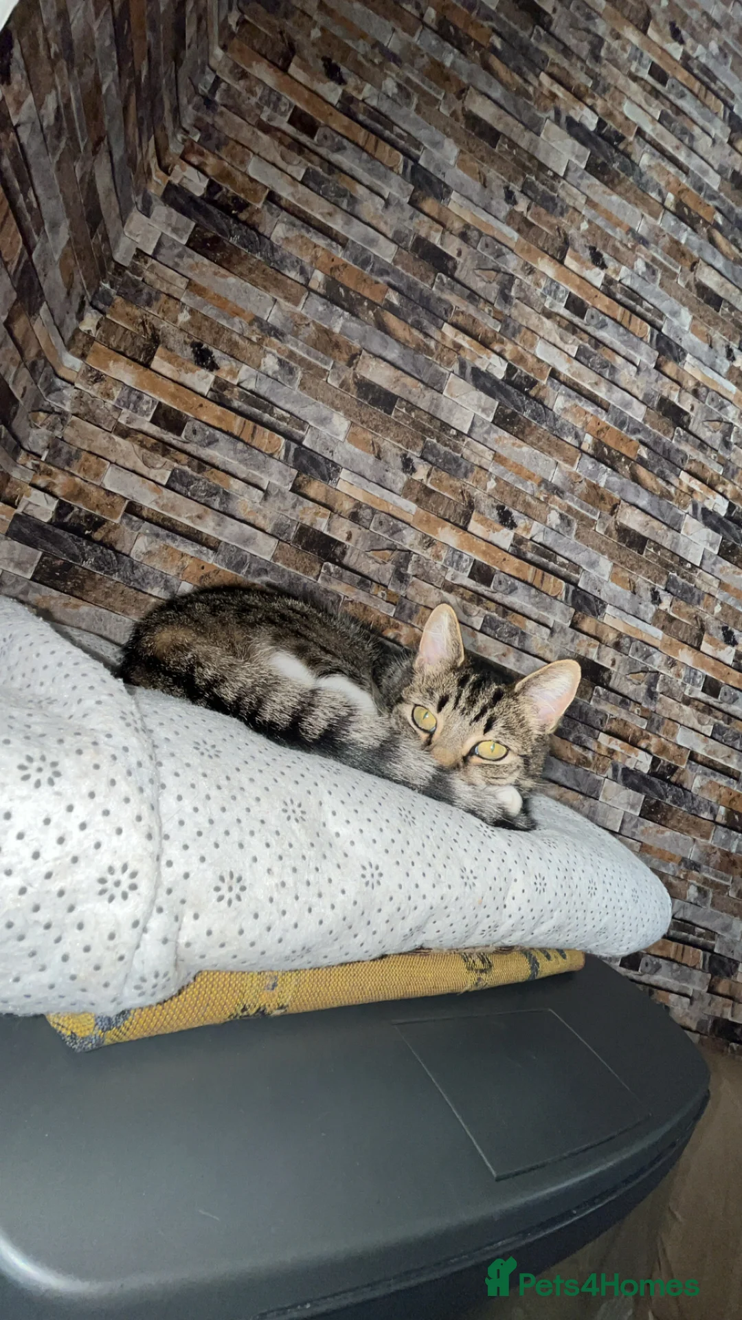 Domestic Shorthair cats for sale: pixie  in London - Advert 2