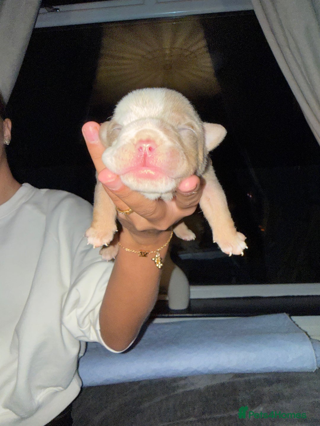 English Bulldog dogs for sale: English lilac bulldogs  - Advert 6