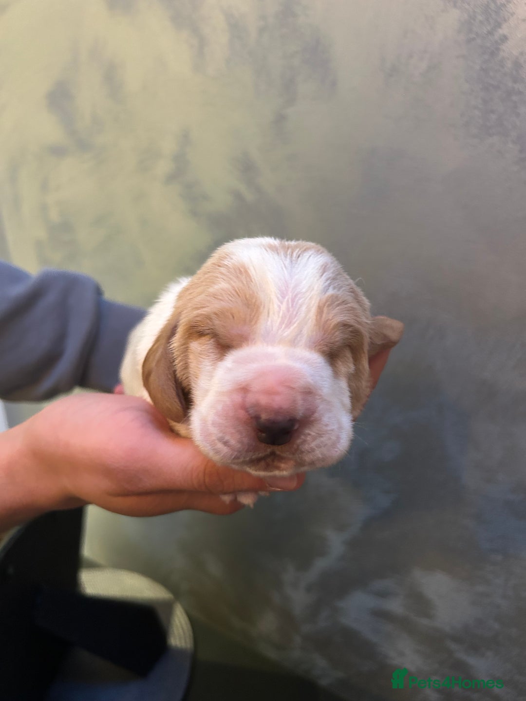 Basset Hound dogs for sale: Stunning Basset hound puppies!! KC reg. - Advert 2