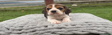 Beagle 3