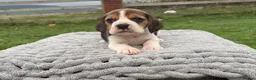 Beagle dogs for sale: 4 outstanding beagle pups  - Advert 9