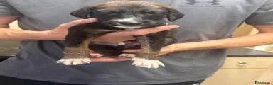 Saluki 4