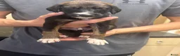 Saluki dogs for sale: Saluki pups  - Advert 4