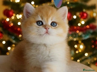 British Shorthair cats 🧿Luxurious Exclusive Golden BSH girl ready20.12 ✨ - Advert 4