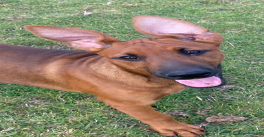 Mixed Breed dogs - Advert 5