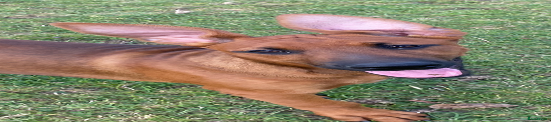 Mixed Breed Puppy 2