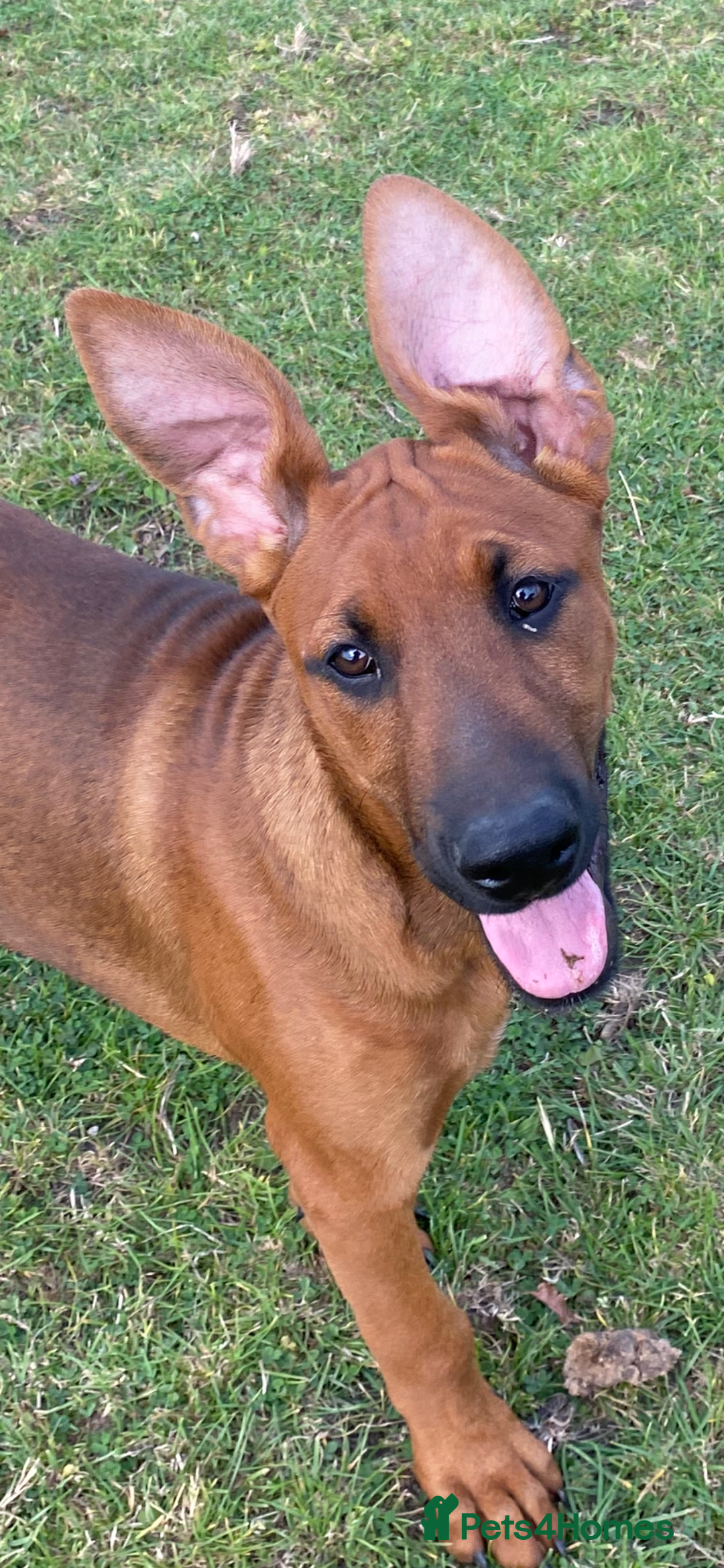 Mixed Breed dogs for sale: Dobermann x Malinois  - Image 3