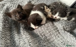 European cats for sale: Lovely kittens  - Image 8