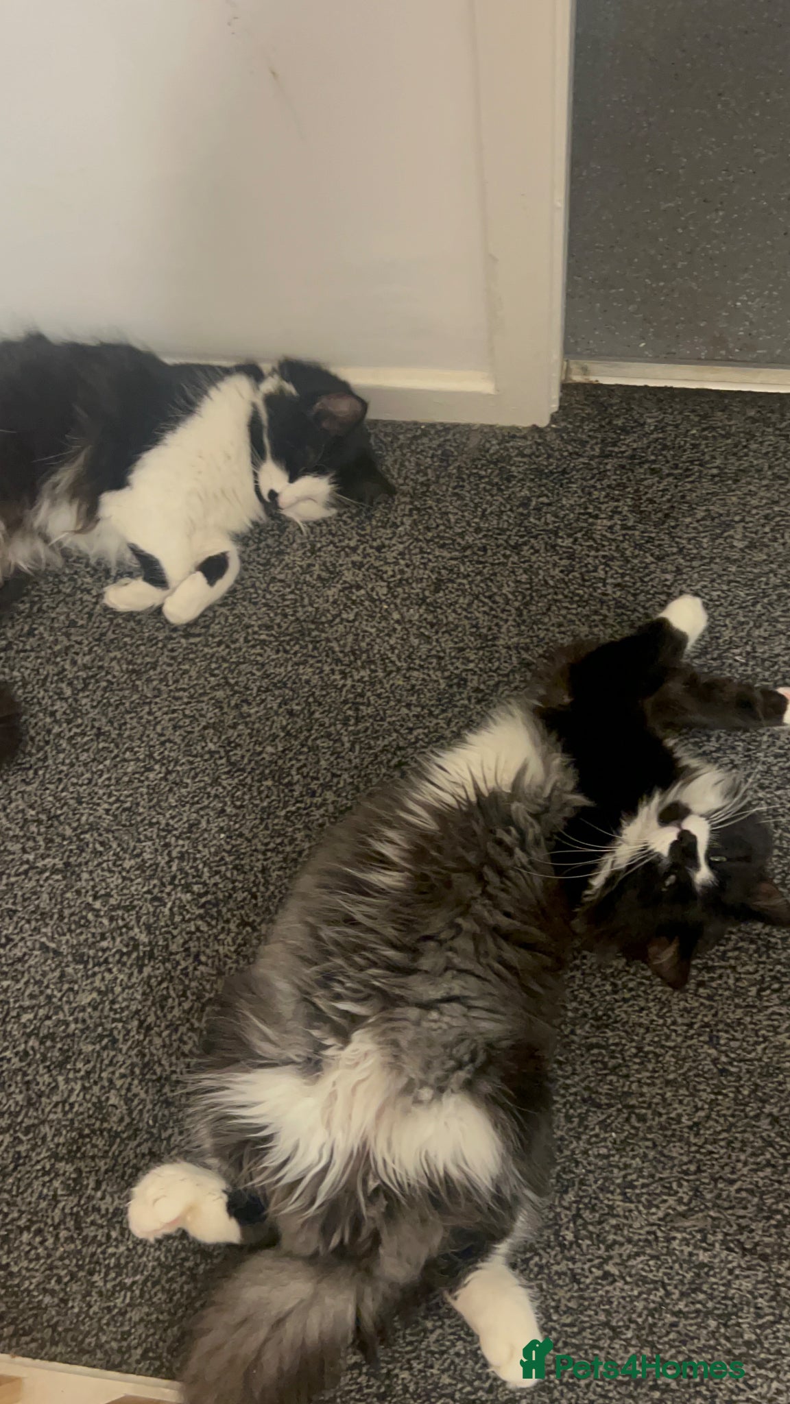 British Longhair cats Now unavailable  - Advert 5