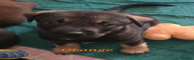 Orange collar