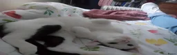 Domestic Shorthair cats for sale: Cuddly smooth cat - Advert 2