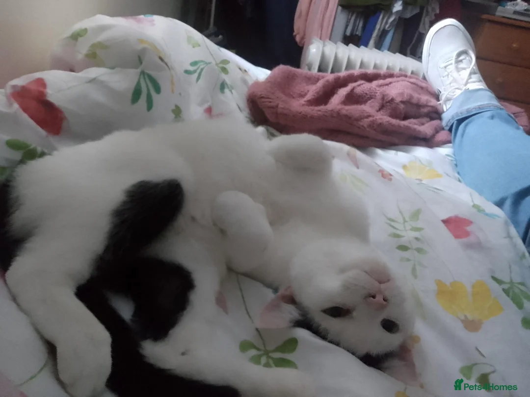 Domestic Shorthair cats for sale: Cuddly smooth cat - Advert 2