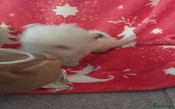 Mixed Breed dogs for sale: Shihtzu jack russel - Advert 10