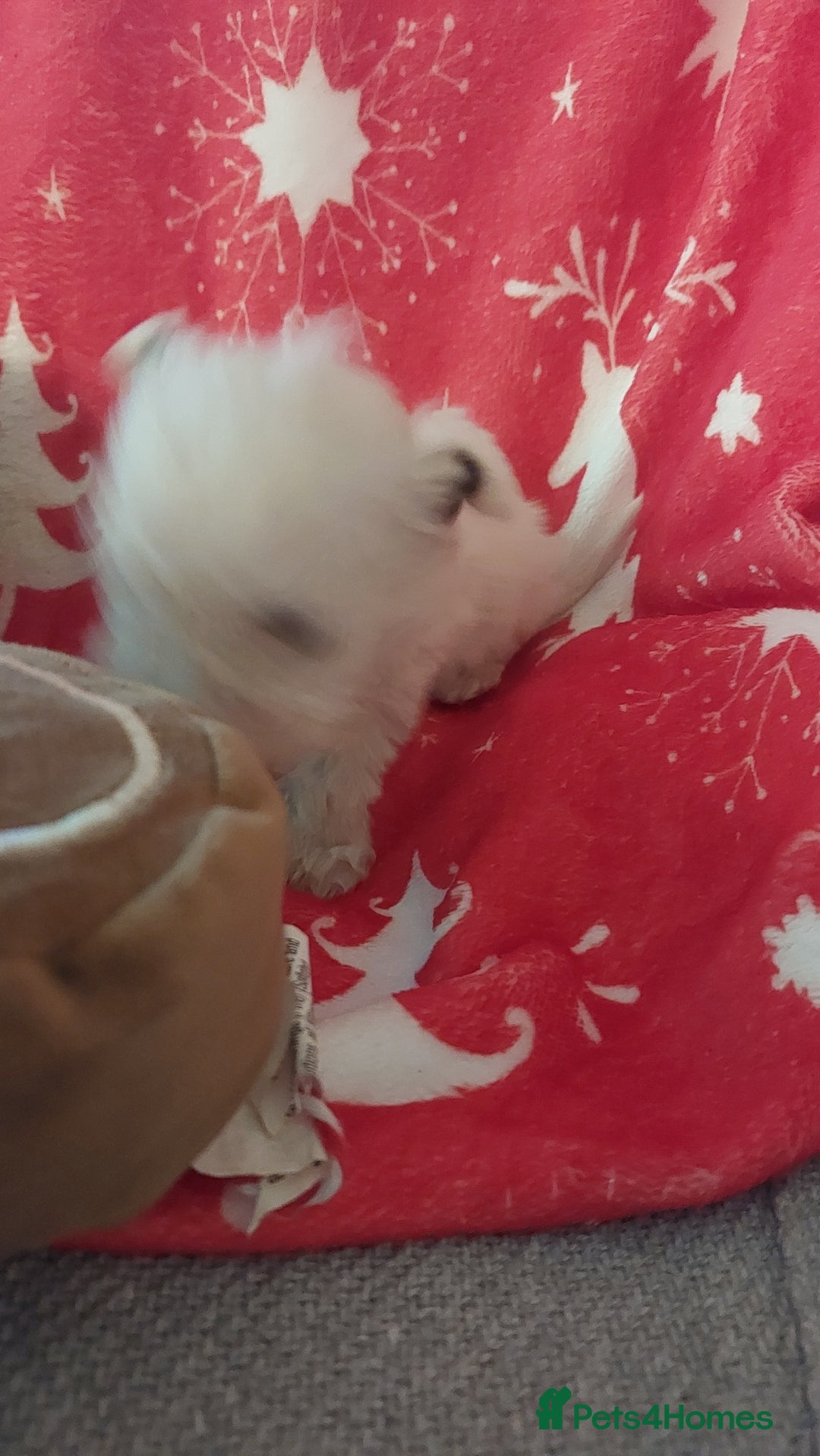 Mixed Breed dogs for sale: Shihtzu jack russel - Advert 10