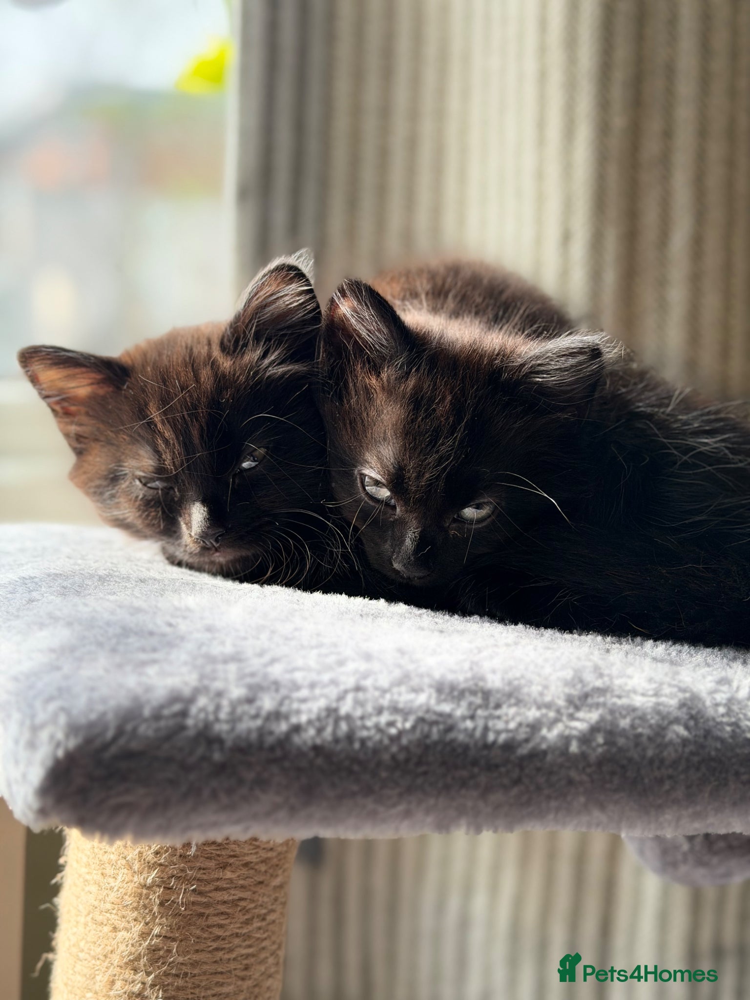 Mixed Breed cats 2 female and 1 male super cute kittens - Advert 1