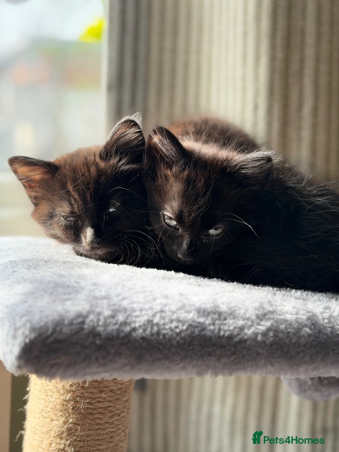 Mixed Breed cats for sale: 2 female and 1 male super cute kittens - Advert 1