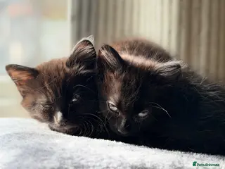 Mixed Breed cats 2 female and 1 male super cute kittens - Advert 1