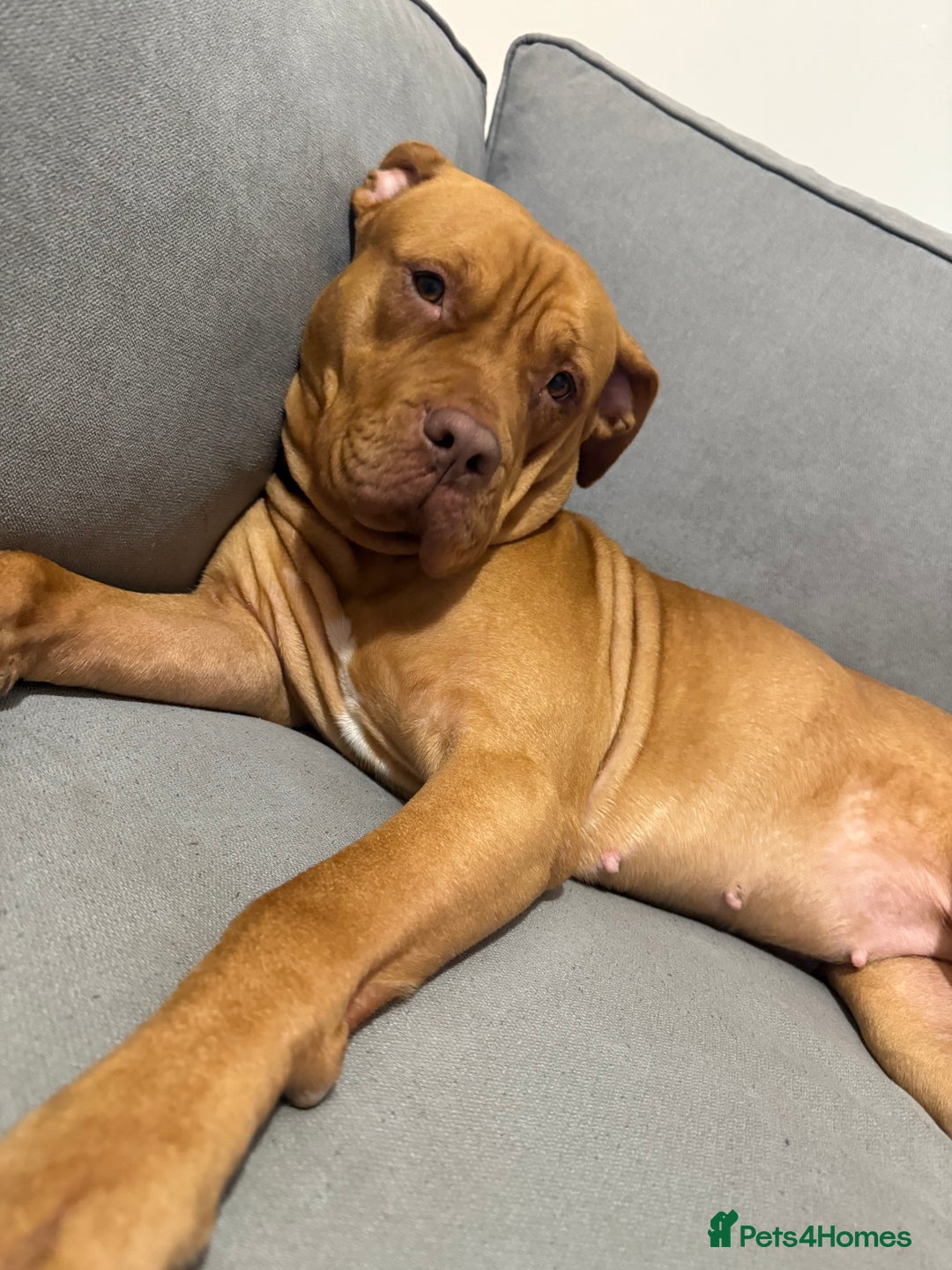 Mixed Breed dogs for sale: Sandy - Advert 1