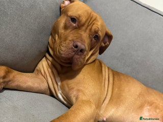 Mixed Breed dogs Sandy - Advert 1