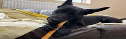 Mixed Breed dogs for adoption: ❤️🐶 MULAN – BEAUTIFUL, BRILLIANT & READY  - Advert 8