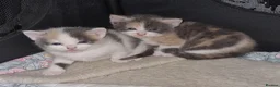 Mixed Breed cats for sale: 5 stunning kittens looking for  there new homes  - Advert 28