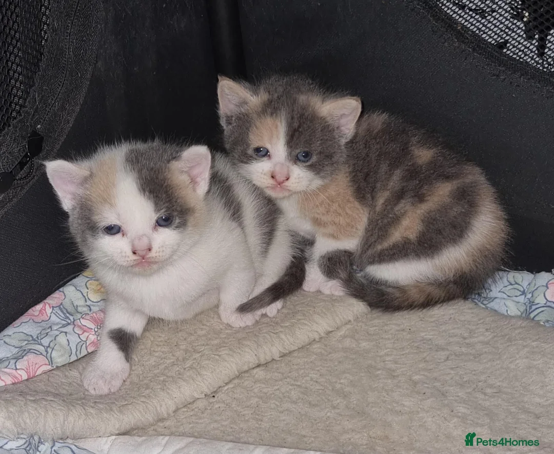 Mixed Breed cats for sale: 5 stunning kittens looking for  there new homes  - Advert 28