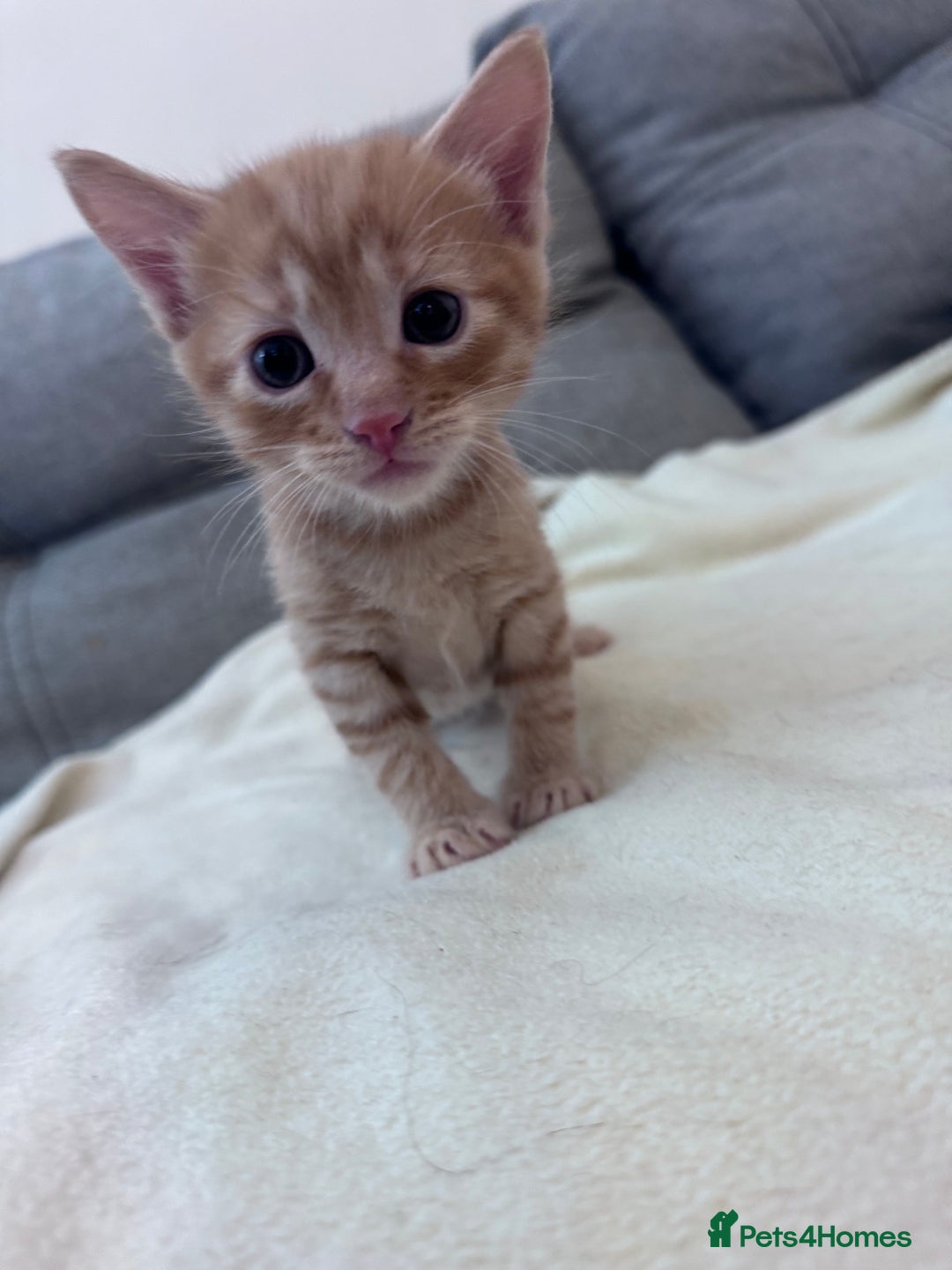 Mixed Breed cats for sale: Beautiful kittens looking new home 🐱🧡 - Advert 15