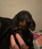 Miniature Dachshund dogs Stunning BLACK & TAN mini girl KC REG - Advert 5