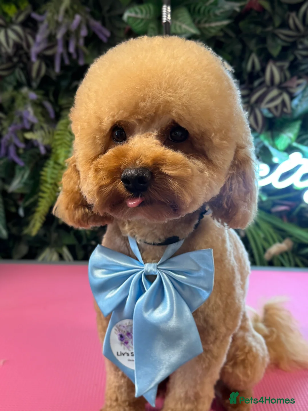 Toy Poodle dogs for stud: Charlie KC Toy poodle  extensively health tested  - Advert 16