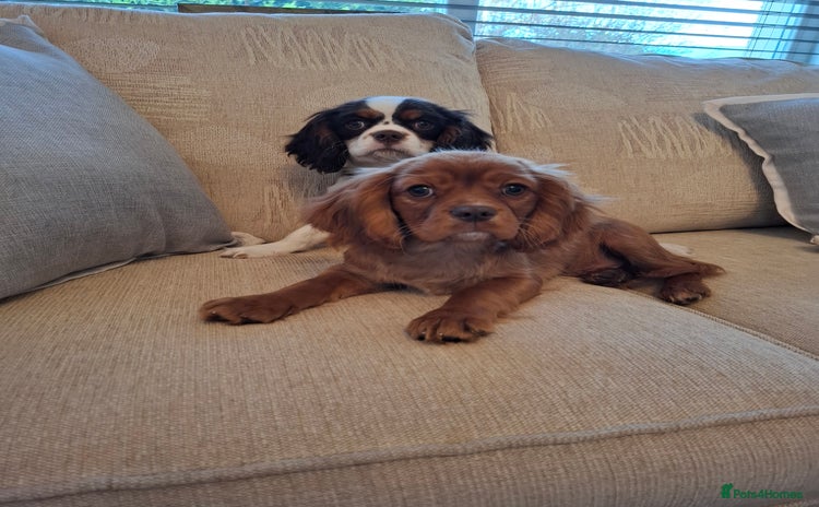 Cavalier King Charles Spaniel dogs - Advert 2