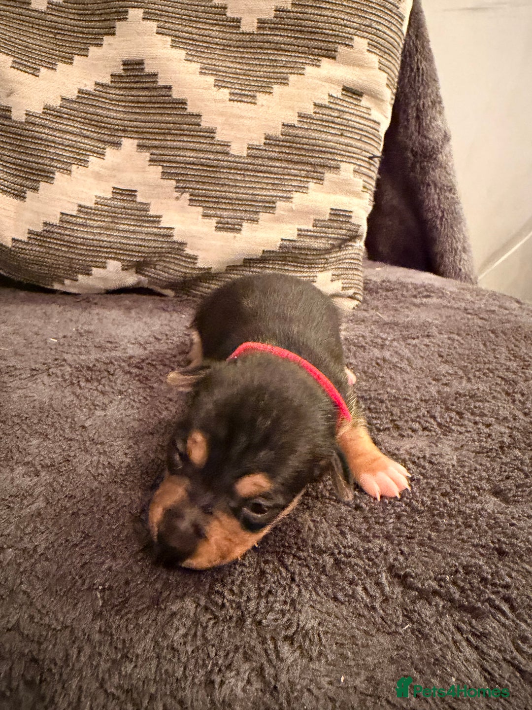 Jack Russell dogs for sale: Stunning Jack Russell pups  - Advert 4