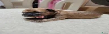 Puppy 5