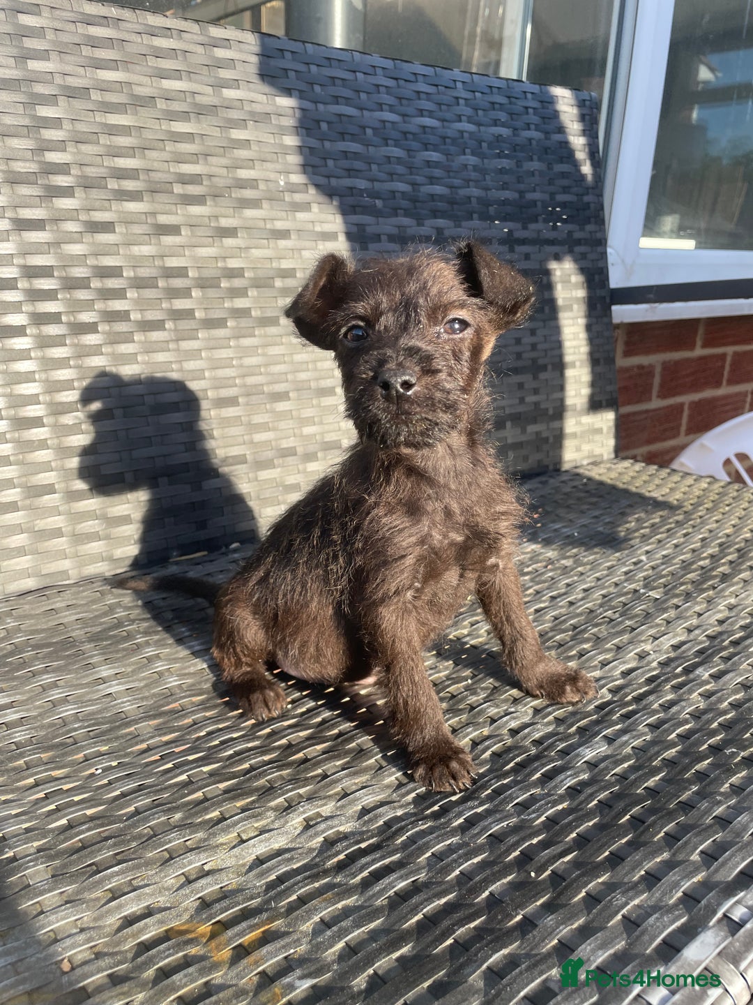 Boston Terrier Half Poodle Half Terrier Toy Poodle Lakeland