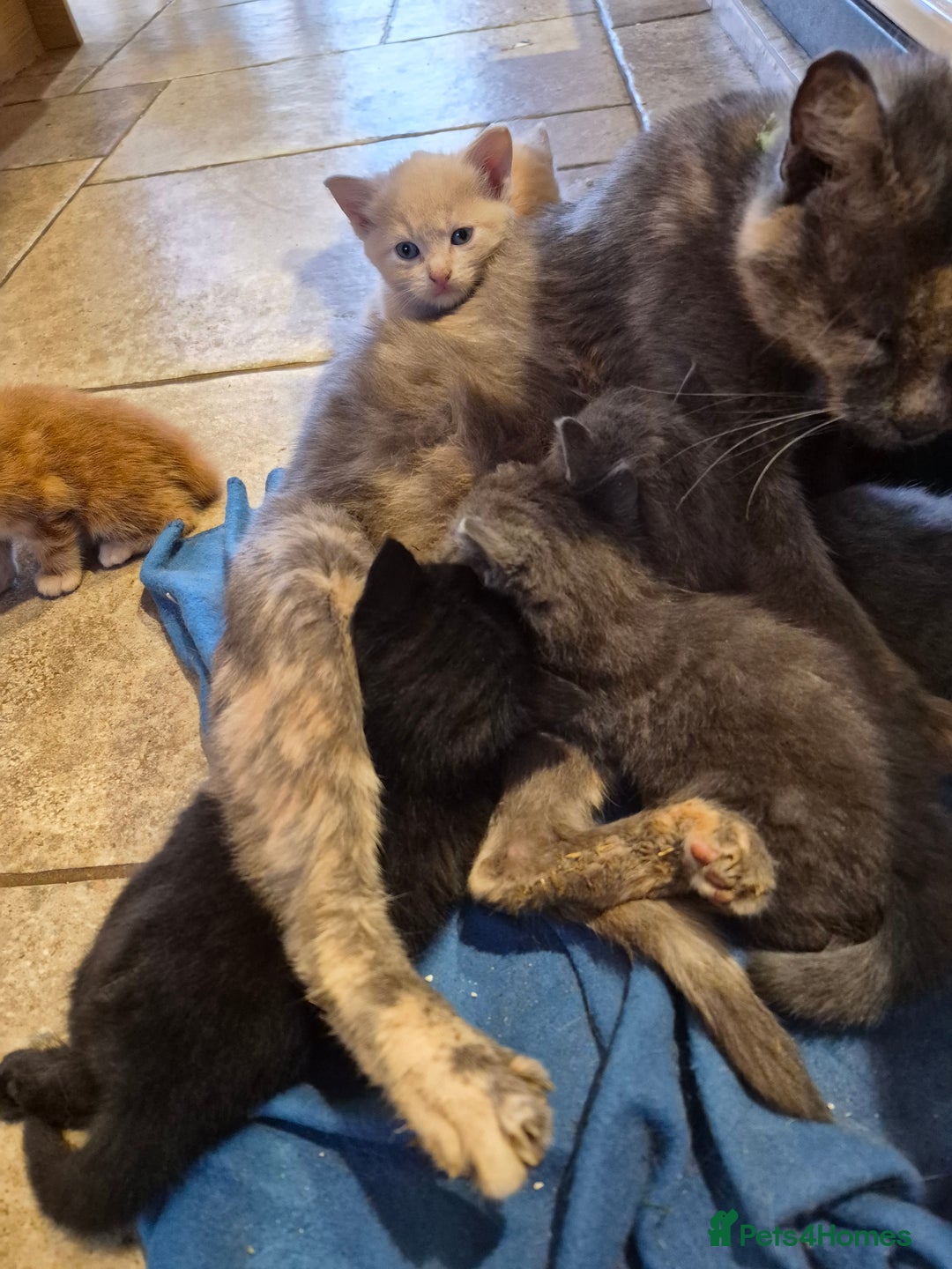 Mixed Breed cats for sale: Stunning kittens, blues, dilute gingers and blacks - Image 5