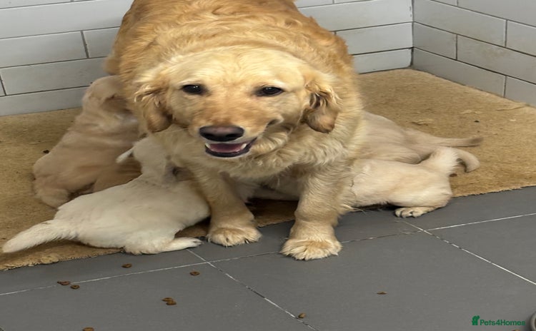 Golden Retriever dogs - Advert 1