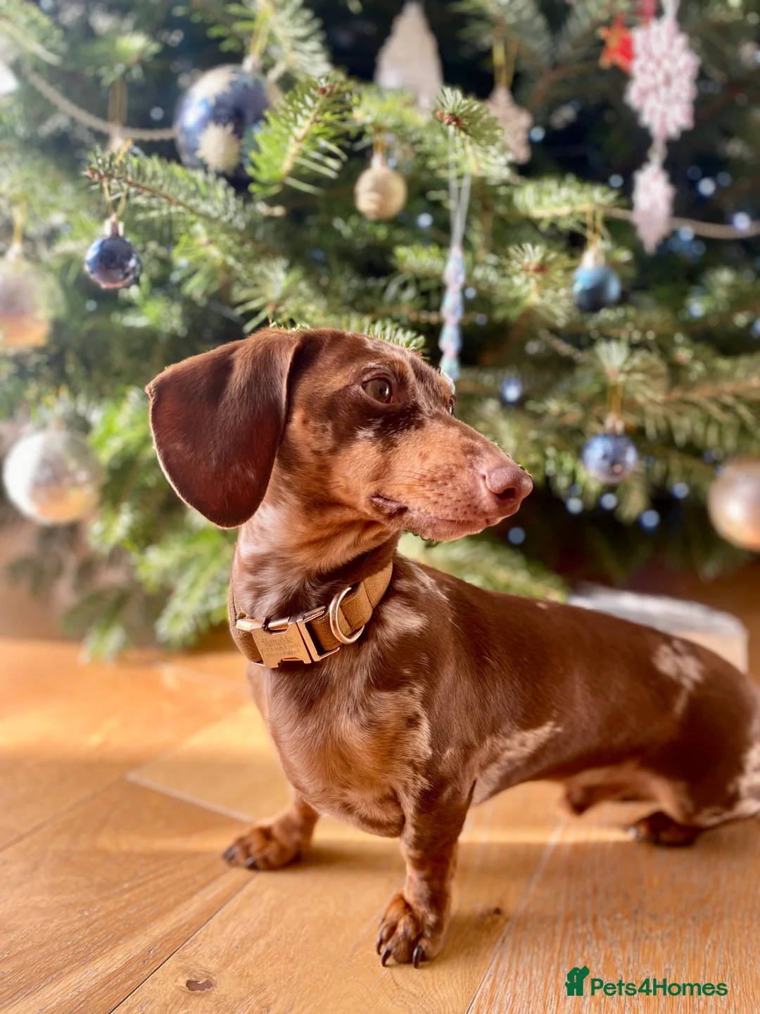 Miniature Dachshund dogs for stud: KC Reg MONDAY MAGIC Miniature Dachshund for Stud - Advert 3