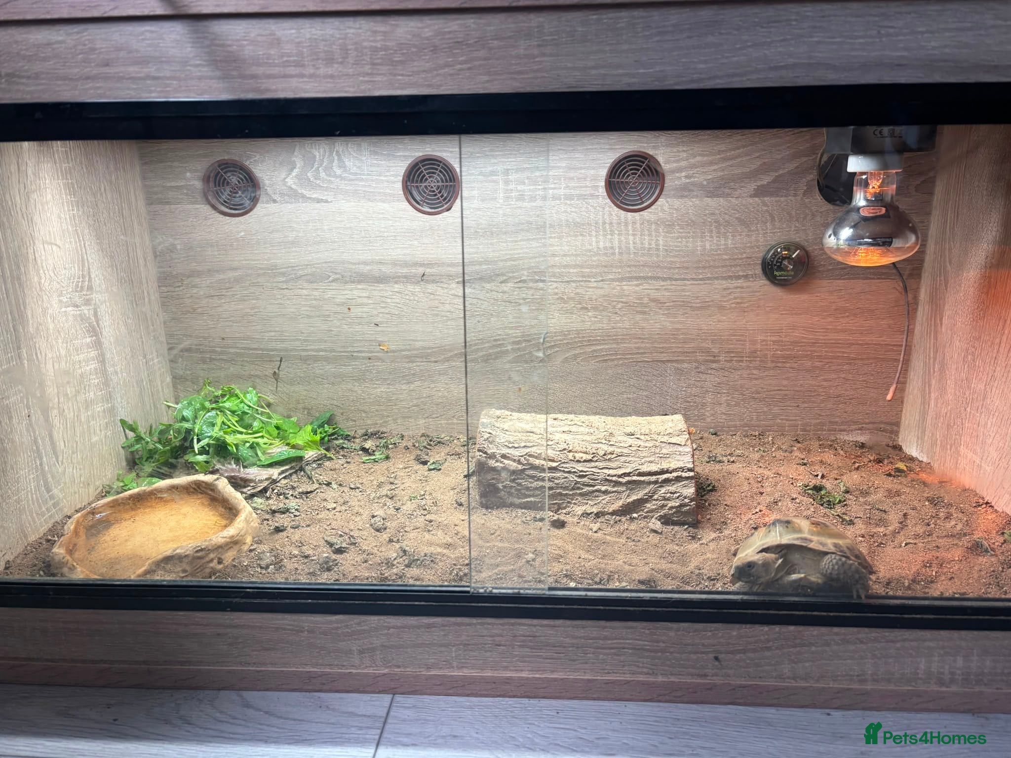 Hermann Tortoise reptiles Russian Tortoise needs rehoming  - Advert 4