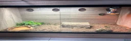 Hermann Tortoise reptiles for sale: Russian Tortoise needs rehoming  - Advert 1