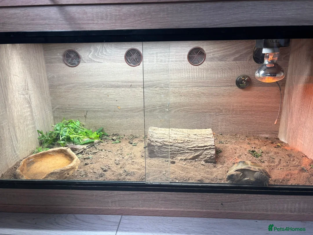 Hermann Tortoise reptiles for sale: Russian Tortoise needs rehoming  - Advert 1
