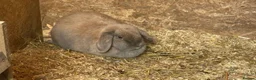 Mixed Breed rabbits for sale: Two mini lops aged around 4 and a lion head  in Boston - Advert 2