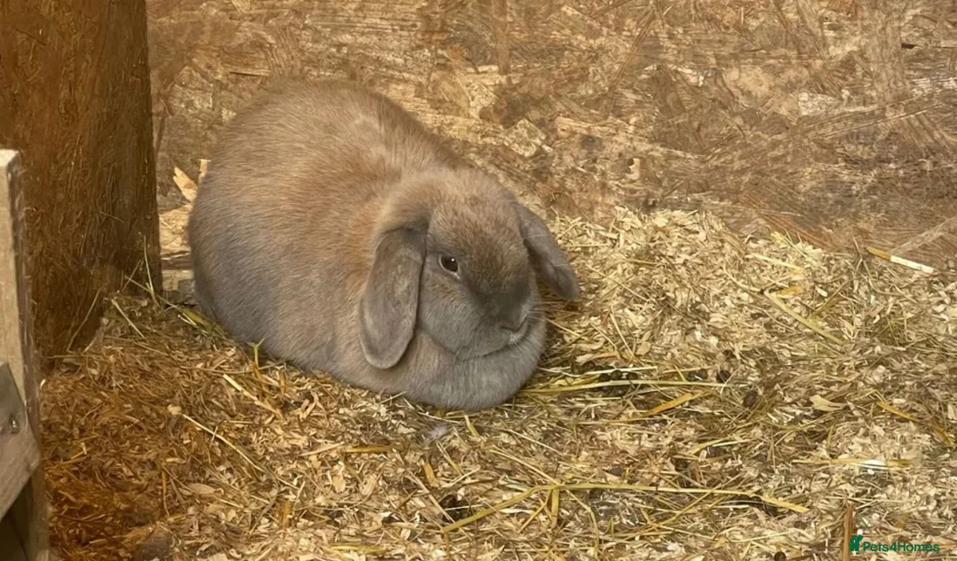 Mixed Breed rabbits for sale: Two mini lops aged around 4 and a lion head  in Boston - Advert 2