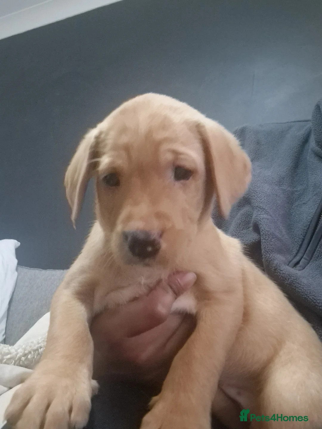 Labrador Retriever dogs for sale: Ready Now! Beautiful Red Fox Labrador Puppies - Advert 3