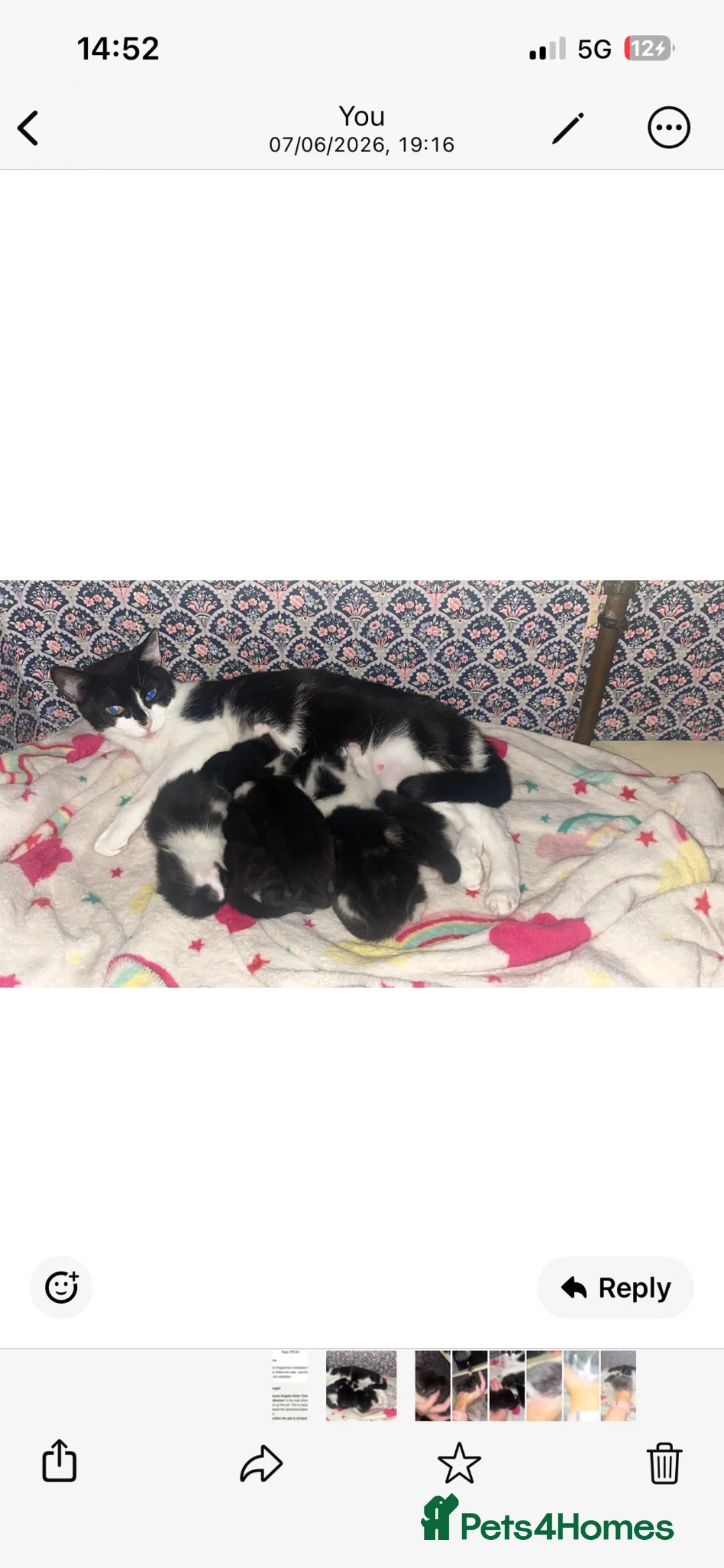 Mixed Breed cats for sale: Black male kitten  - Advert 1