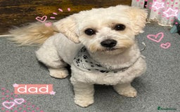 Mixed Breed dogs for sale: ❤️🐶🐾Beautiful Jackapoo & Maltipoo puppies 🐾🐶❤️ - Image 10