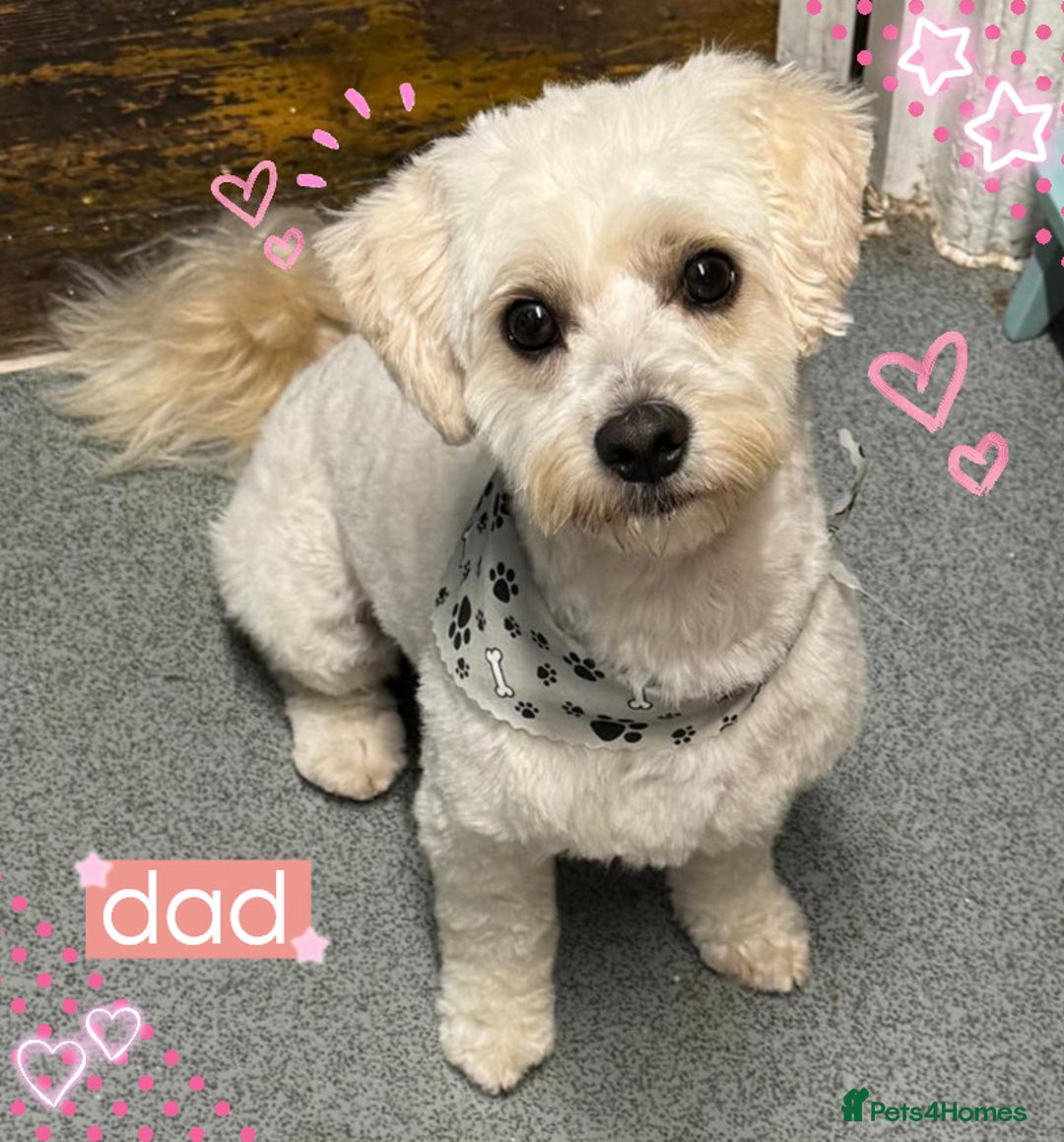 Mixed Breed dogs for sale: ❤️🐶🐾Beautiful Jackapoo & Maltipoo puppies 🐾🐶❤️ - Image 10