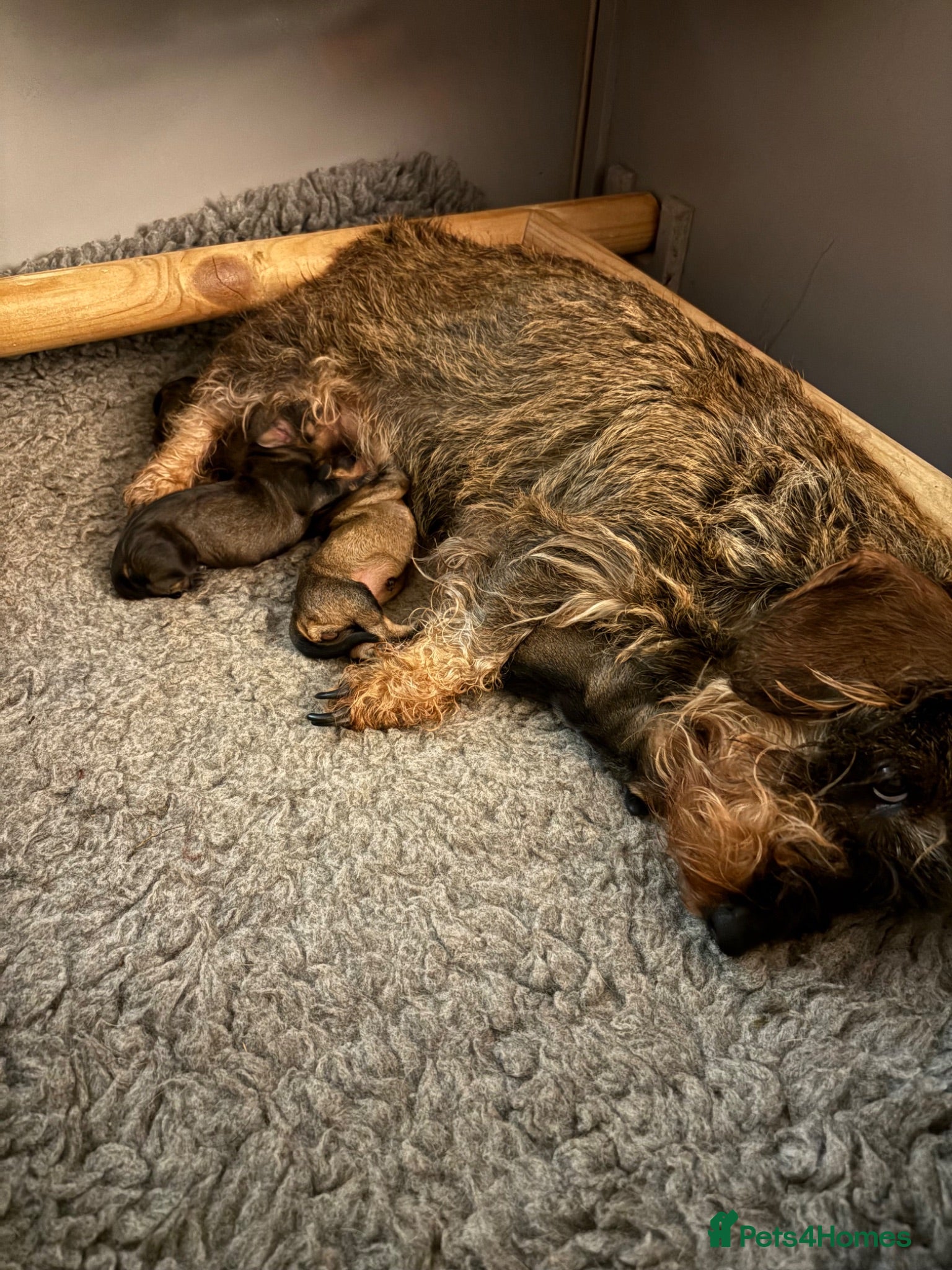 Dachshund dogs KC REG STANDARD WIRED HAIRED DACHSHUND (TECKELS) - Advert 2