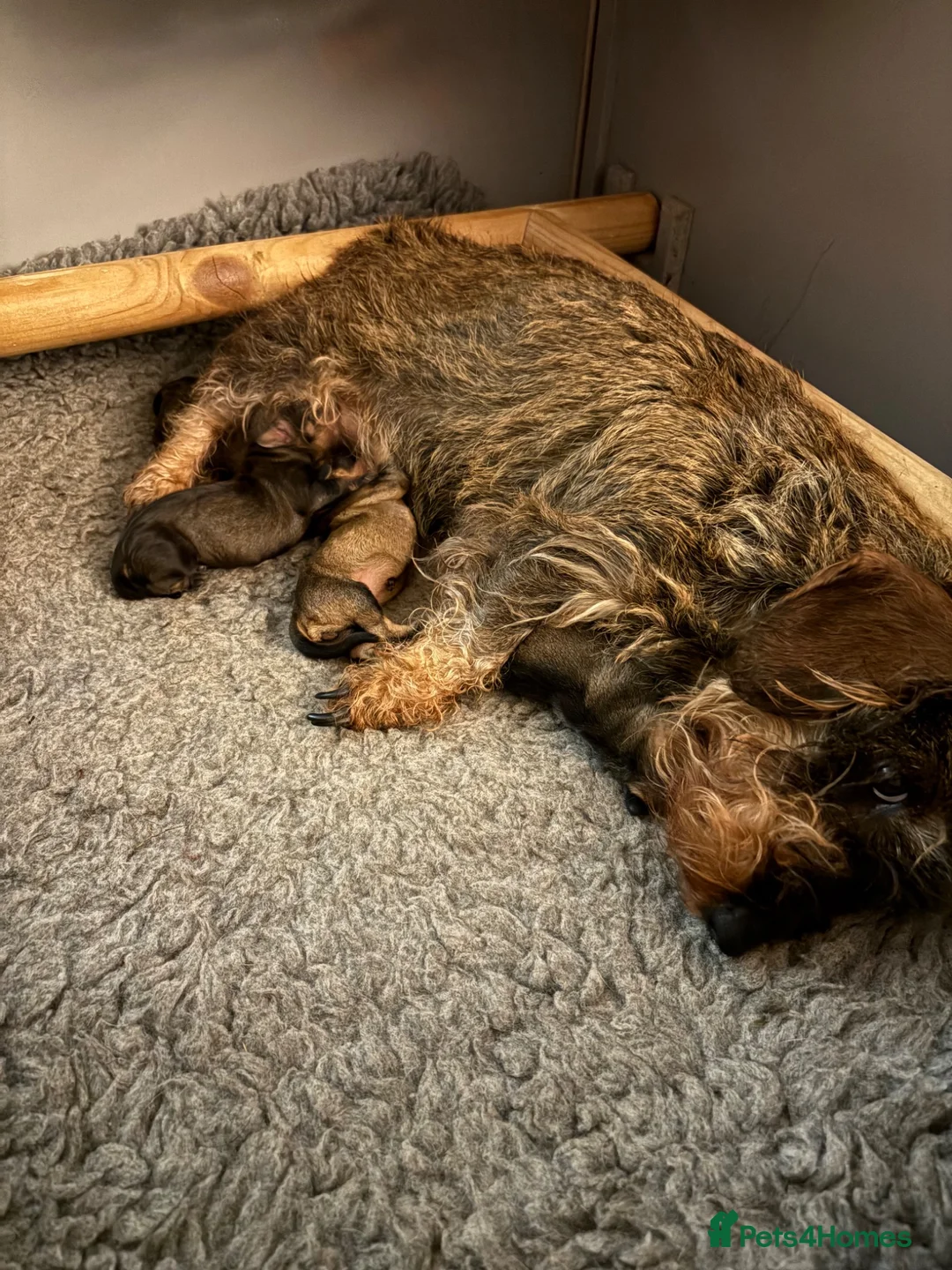 Dachshund dogs for sale: KC REG STANDARD WIRED HAIRED DACHSHUND (TECKELS) - Advert 2