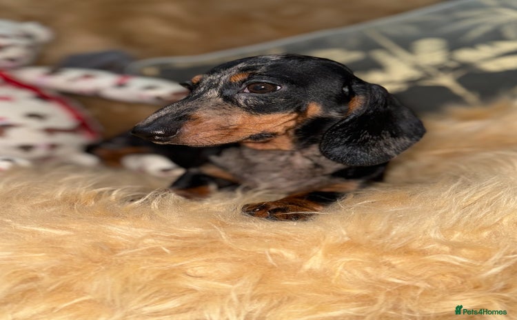 Miniature Dachshund dogs - Advert 9